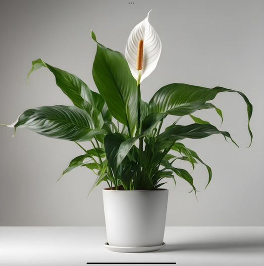 Elegant Peace Lily in Modern White Planter