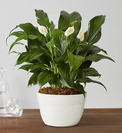 Lush Peace Lily in Modern White Planter